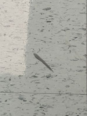 Floor Cleaning in High Point, NC (1)